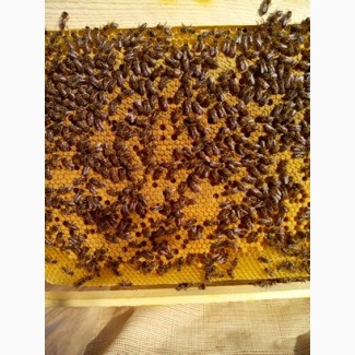 Пропоную бджолопакети 2022