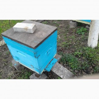Продам пчелосемьи, пчёлопакеты