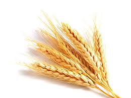 Фото 3. Підприємство постійно закуповує пшеницю