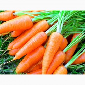 Продается морковь оптом