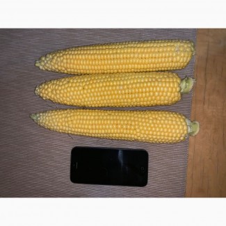 Продам Сладкую Кукурузу ГСС 3071