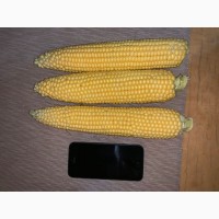 Продам Сладкую Кукурузу ГСС 3071