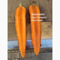 Морковь РОМАНС “Нантская”