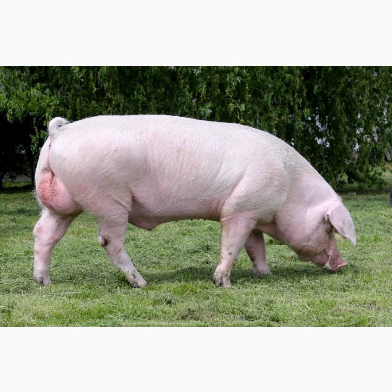 Фото 2. Ремонтный молодняк свиней