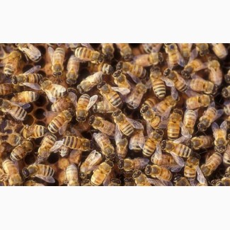 Бджоли (бджолопакети, пчелопакеты)
