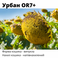 Продам! Гібрид соняшника Урбан!!! Еволюційна новинка на ринку України