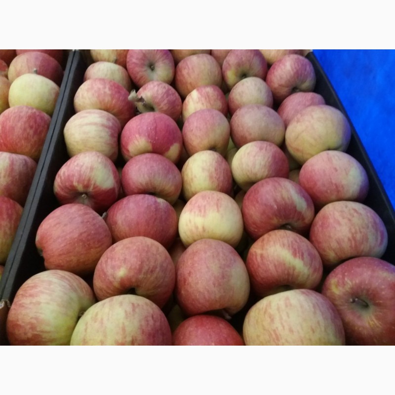 Фото 3. Продам яблука Фуджі Кіку 8