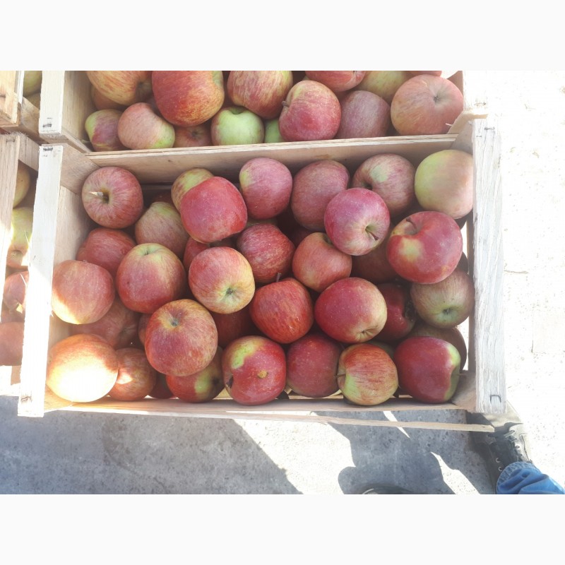 Фото 4. Продам яблука Фуджі Кіку 8