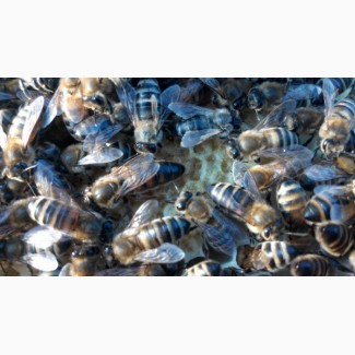 Неплідні матки української степової бджоли