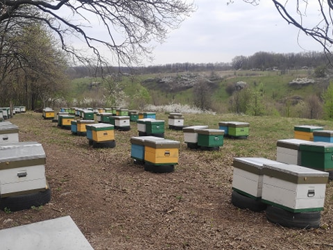 Фото 2. Неплідні матки української степової бджоли