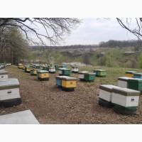 Неплідні матки української степової бджоли