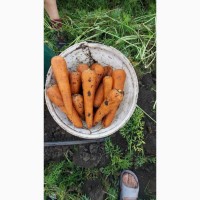 Продам моркву Кесена