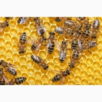 Бджоли, бджолосімї, бджолопакети, рамки