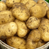 Продаж картоплі оптом, Полтавська область