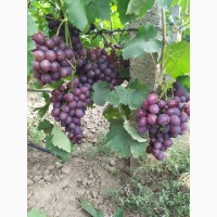 Виноград ОПТом | Херсонська область