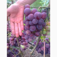 Виноград ОПТом | Херсонська область