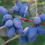 Жимолость (Камчатська ягода) саджанці