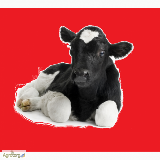 Куплю КРС, коровы, быки на мясо, самовывоз в Тернопольской области