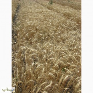 Семена пшеницы озимой - сорт Одесская 267. 1 репродукция