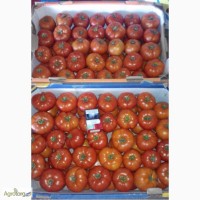 Дешево помидор Бобкат крупный и средний в Овидиополе