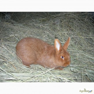 Продам кроликов Новозеландский красный НЗК