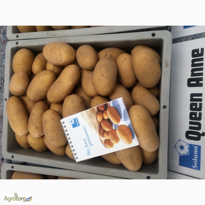 Фото 3. Продаю насіннєву картоплю Якість