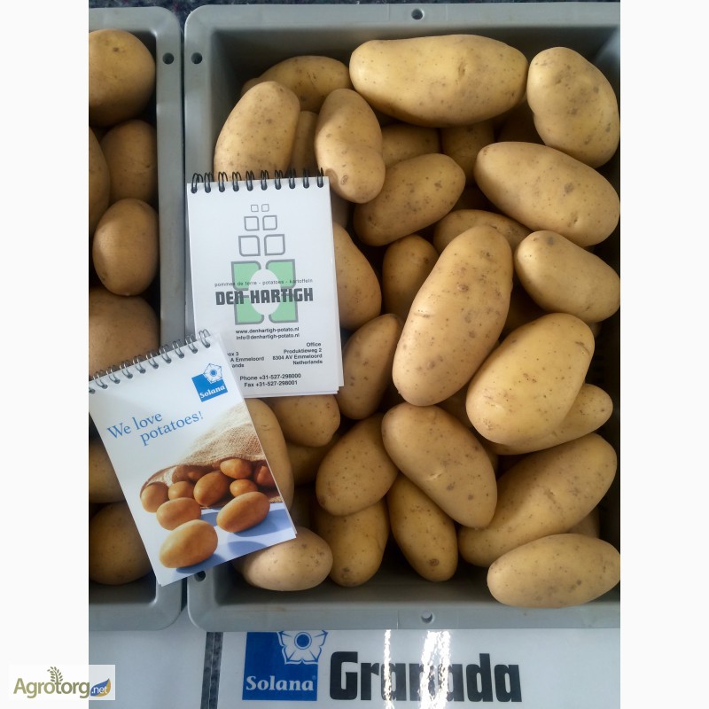 Фото 4. Продаю насіннєву картоплю Якість