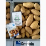 Продаю насіннєву картоплю Якість