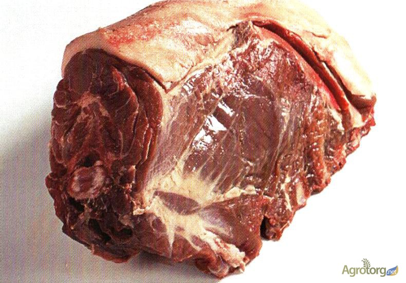 Фото 4. Мясо дикого кабана