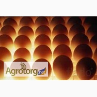Продам инкубационные яйца КОбб-500, РОСС-308, -708, яичных и мясояичных пород