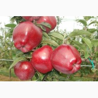 Яблоко на подвой М9, ММ 106, Питомник выращивает саженцы плодовых деревьев, есть опт