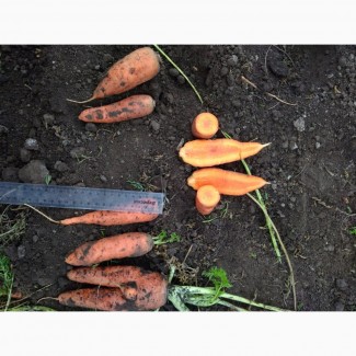 Продам морковь 2 сорта