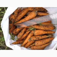 Продам морковь 2 сорта