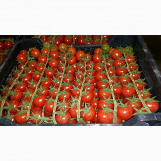 Продаем помидоры черри оптом, мелким оптом