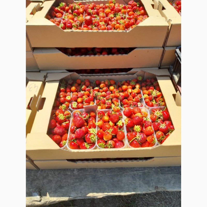 Фото 3. Продам клубнику оптом. урожай 2019 года