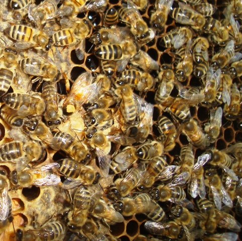 Фото 3. Пчеломатки бакфаст, итальянка - неплодные