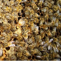 Пчеломатки бакфаст, итальянка - неплодные