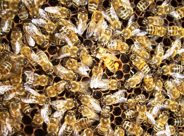 Фото 4. Пчеломатки бакфаст, итальянка - неплодные