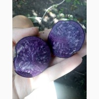 Продам фиолетовую картофель(сорт All Blue)