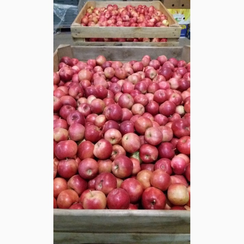 Фото 4. Продам яблука опт з холодильникп