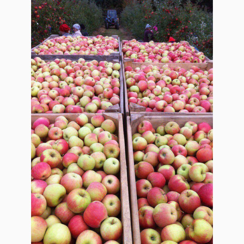Фото 5. Продам яблука опт з холодильникп