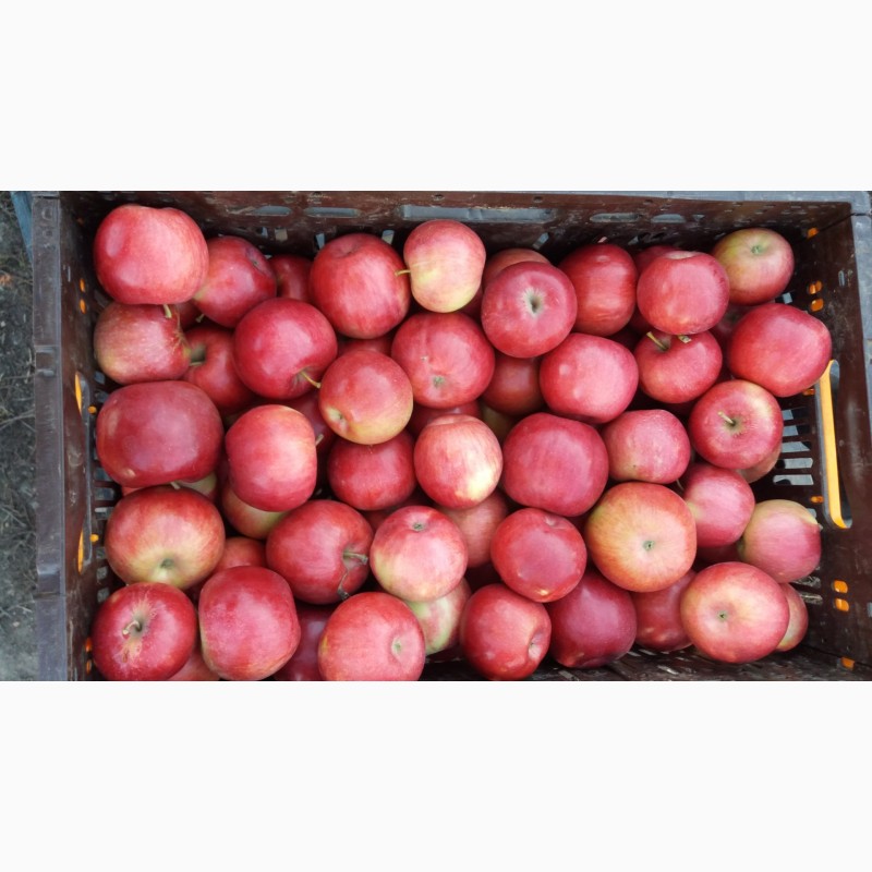 Фото 8. Продам яблука опт з холодильникп
