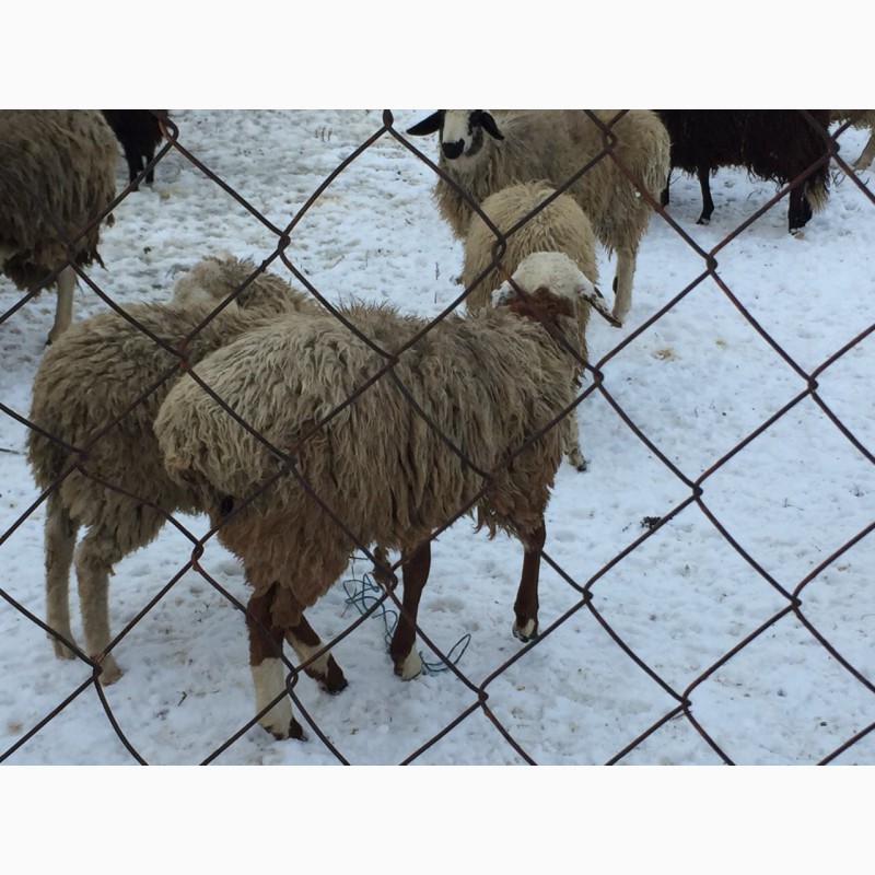 Фото 2. Курдючные гиссарской породы ярки овцематки овцы