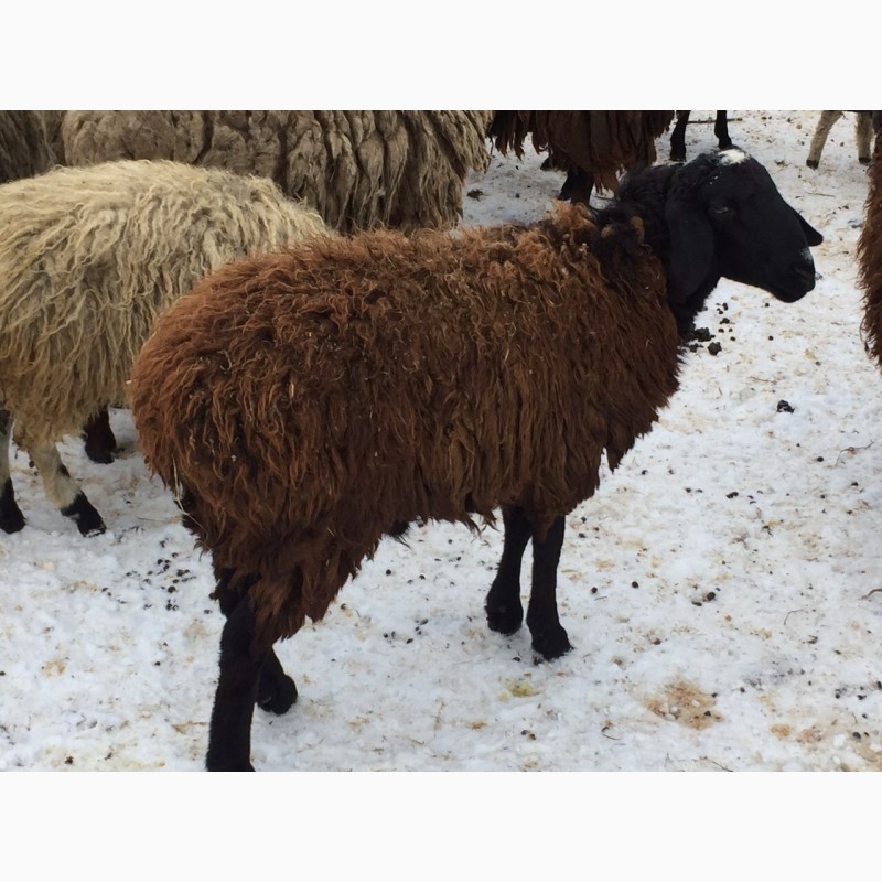 Фото 3. Курдючные гиссарской породы ярки овцематки овцы