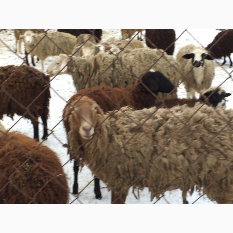 Фото 4. Курдючные гиссарской породы ярки овцематки овцы