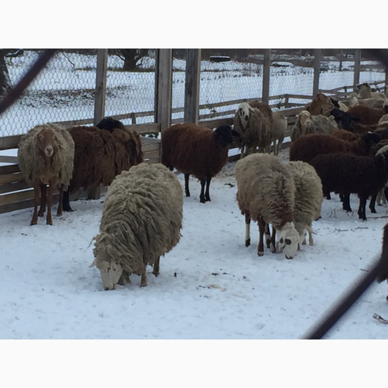 Фото 5. Курдючные гиссарской породы ярки овцематки овцы