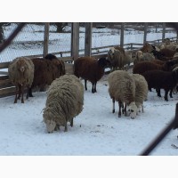 Курдючные гиссарской породы ярки овцематки овцы