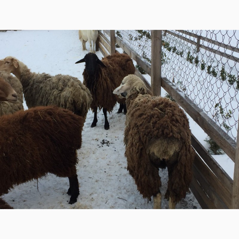 Фото 6. Курдючные гиссарской породы ярки овцематки овцы