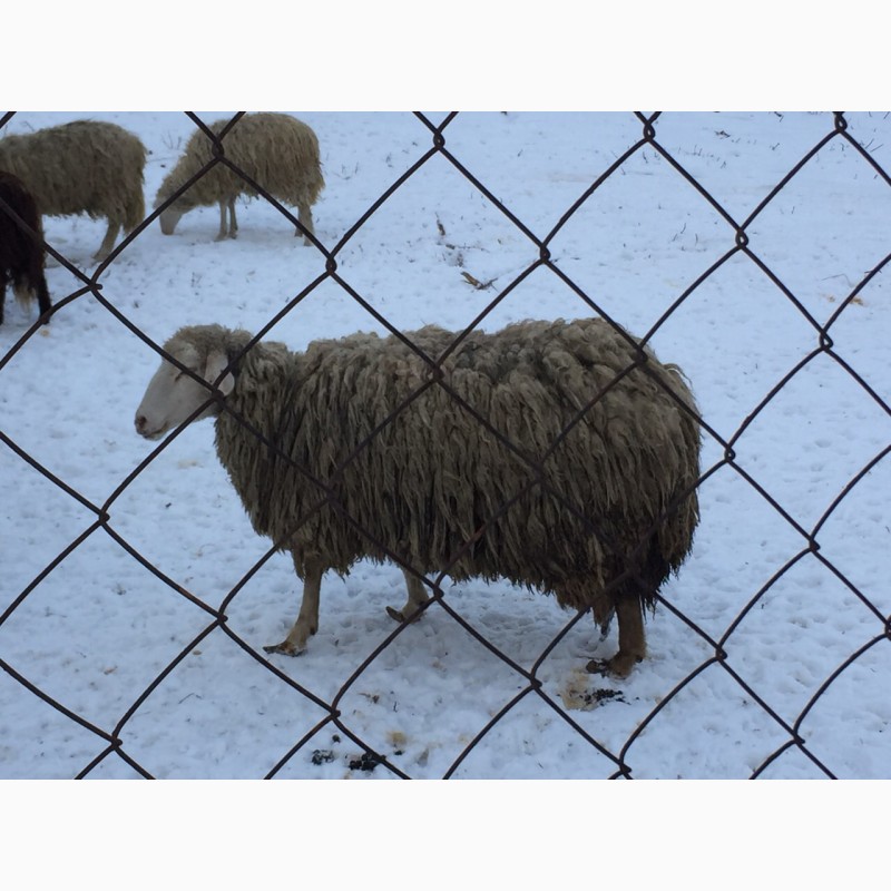 Фото 7. Курдючные гиссарской породы ярки овцематки овцы