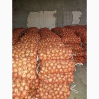 Экспортируем лук из Узбекистана